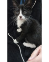 gata-fofinha-small-0