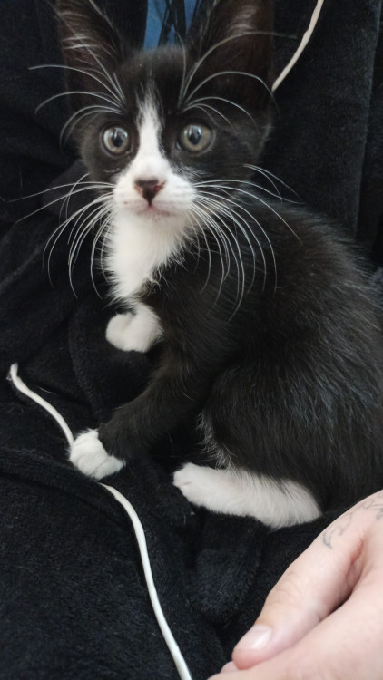 gata-fofinha-adocao-doacao-cachorro-gato-0