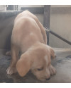 episi-doguinho-carinhoso-small-1