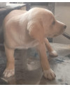 episi-doguinho-carinhoso-small-2