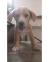 episi-doguinho-carinhoso-small-3