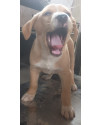 episi-doguinho-carinhoso-small-0