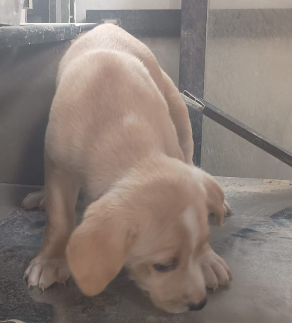 episi-doguinho-carinhoso-adocao-doacao-cachorro-gato-1