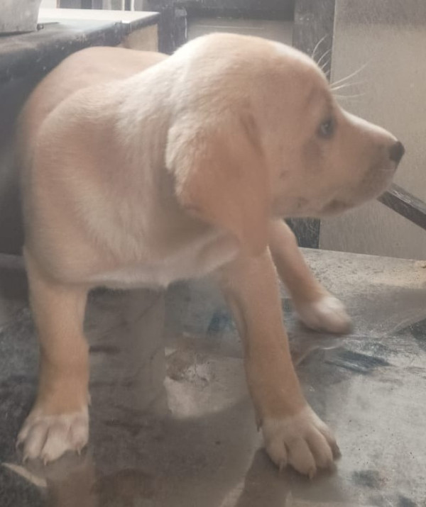 episi-doguinho-carinhoso-adocao-doacao-cachorro-gato-2