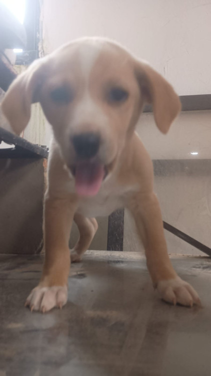 episi-doguinho-carinhoso-adocao-doacao-cachorro-gato-3