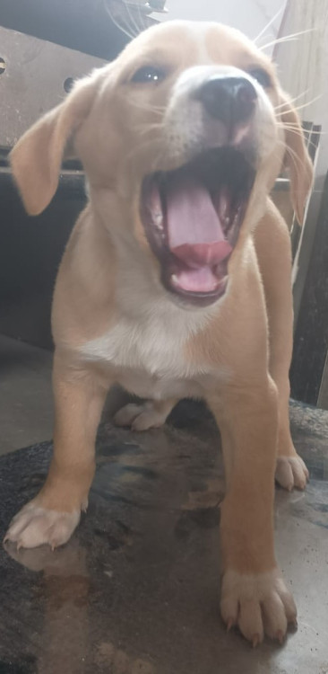 episi-doguinho-carinhoso-adocao-doacao-cachorro-gato-0