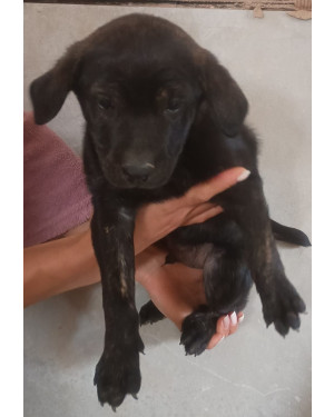 Zeto, um fofo!