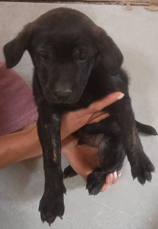 zeto-um-fofo-adocao-doacao-cachorro-gato-0