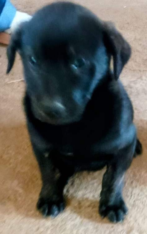 zeto-um-fofo-adocao-doacao-cachorro-gato-2