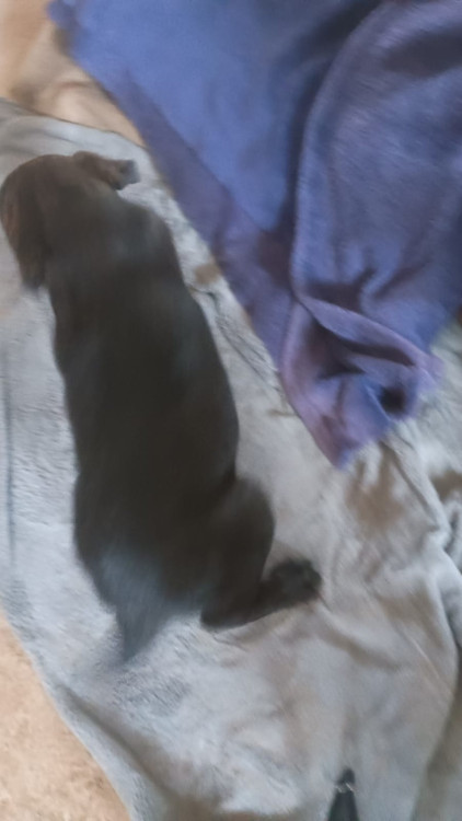 zeto-um-fofo-adocao-doacao-cachorro-gato-1