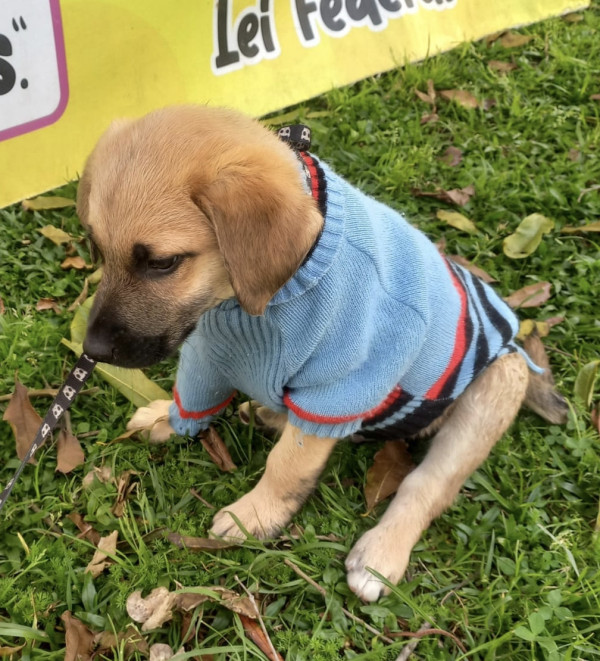 amado-franklin-adocao-doacao-cachorro-gato-4
