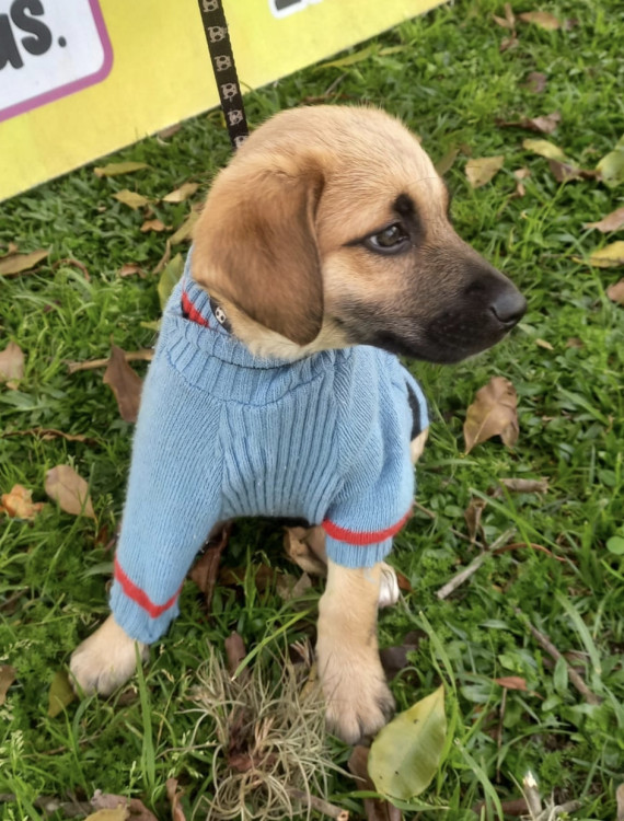 amado-franklin-adocao-doacao-cachorro-gato-1