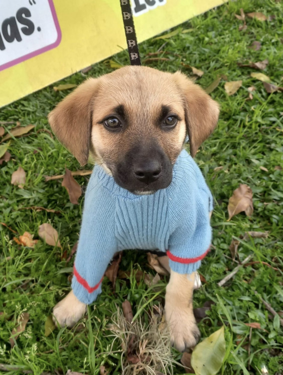 amado-franklin-adocao-doacao-cachorro-gato-0