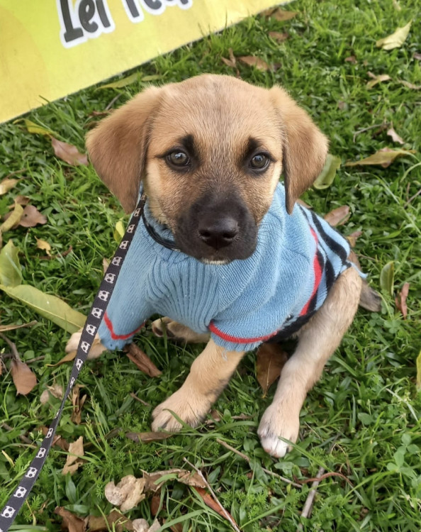amado-franklin-adocao-doacao-cachorro-gato-2