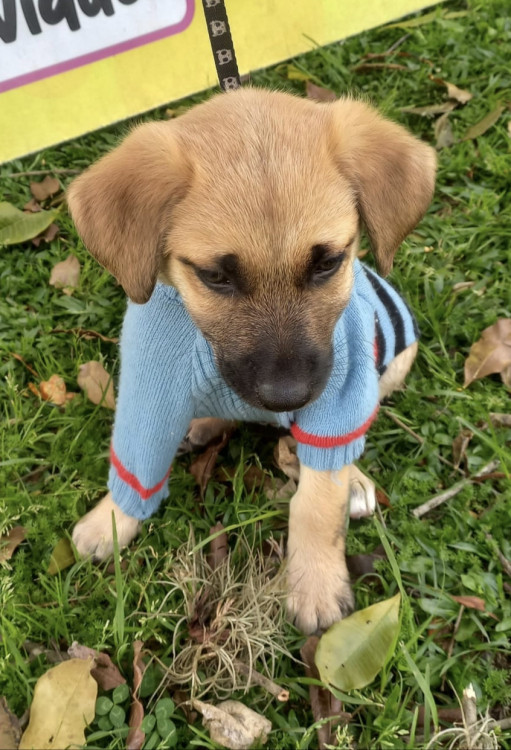amado-franklin-adocao-doacao-cachorro-gato-3