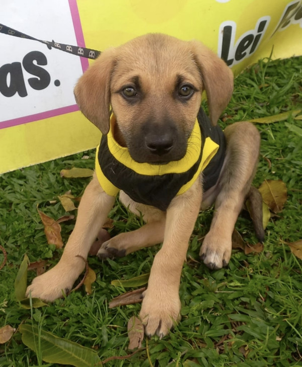 querido-rafael-adocao-doacao-cachorro-gato-3