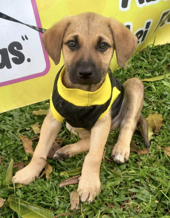 querido-rafael-adocao-doacao-cachorro-gato-0