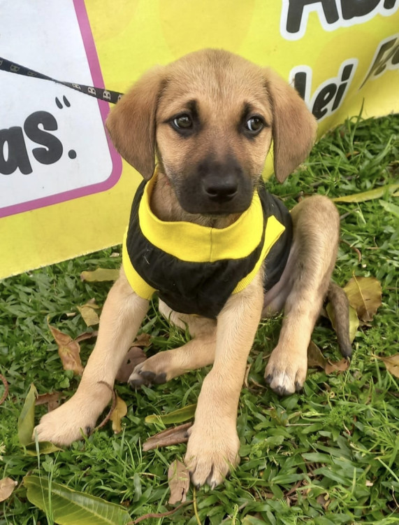 querido-rafael-adocao-doacao-cachorro-gato-2