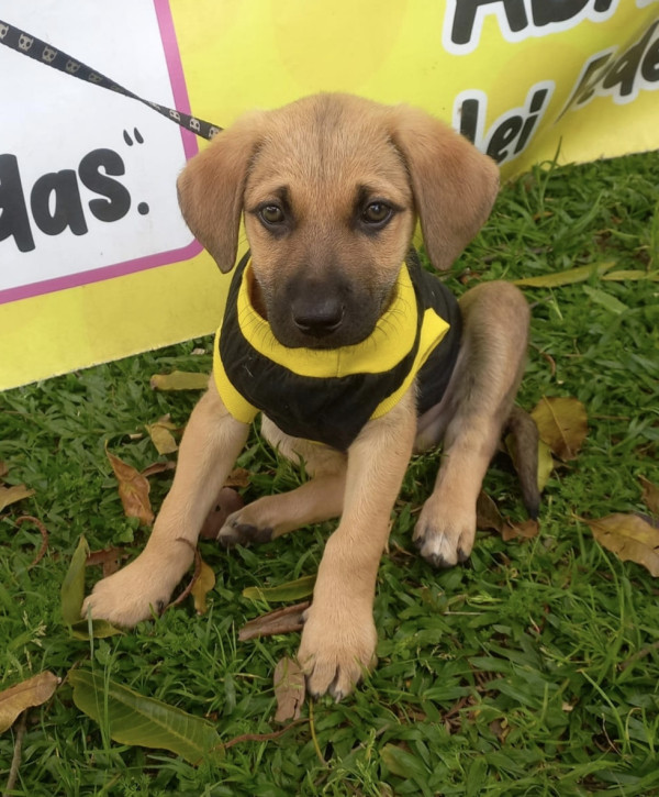 querido-rafael-adocao-doacao-cachorro-gato-4