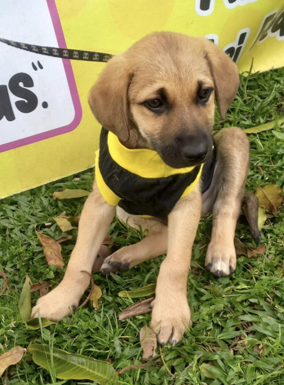 querido-rafael-adocao-doacao-cachorro-gato-1
