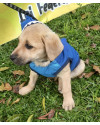 lindo-joao-small-3
