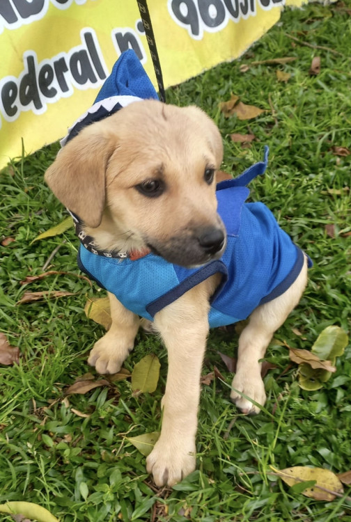 lindo-joao-adocao-doacao-cachorro-gato-0