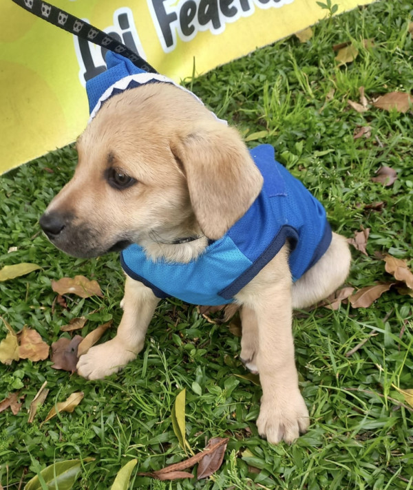 lindo-joao-adocao-doacao-cachorro-gato-3