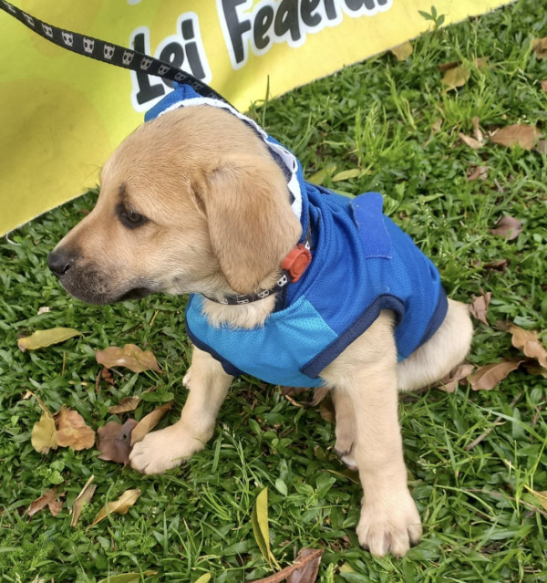 lindo-joao-adocao-doacao-cachorro-gato-2