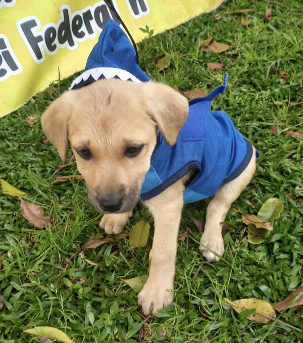 lindo-joao-adocao-doacao-cachorro-gato-4