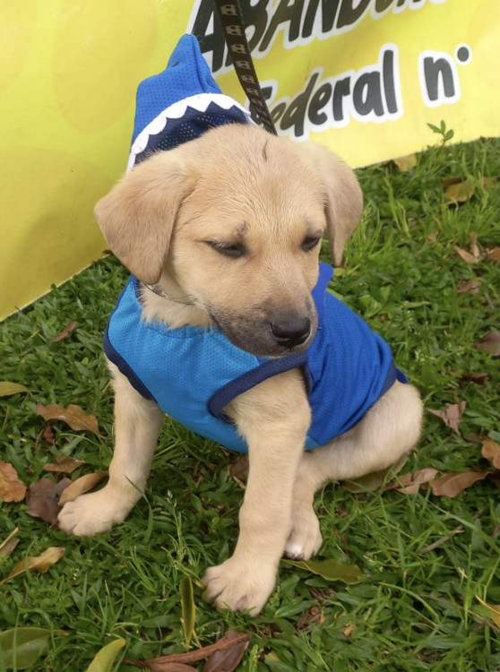 lindo-joao-adocao-doacao-cachorro-gato-1