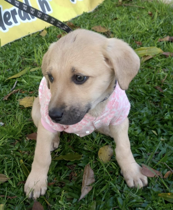 linda-rayssa-adocao-doacao-cachorro-gato-2