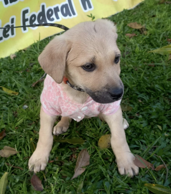 linda-rayssa-adocao-doacao-cachorro-gato-3