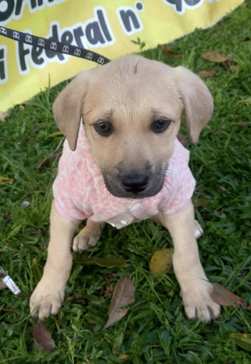 linda-rayssa-adocao-doacao-cachorro-gato-1