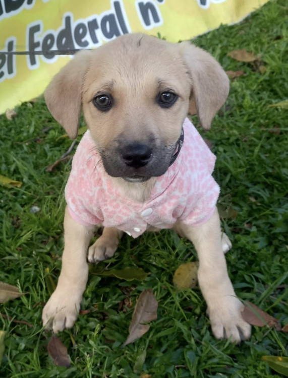 linda-rayssa-adocao-doacao-cachorro-gato-0