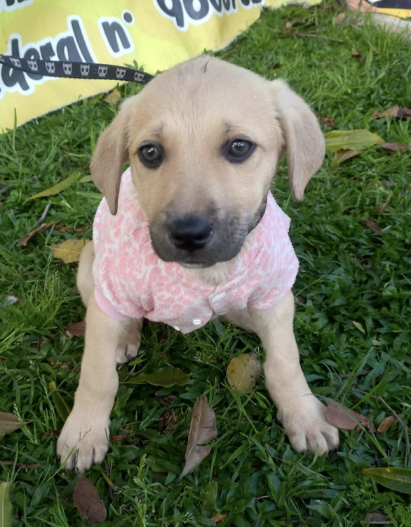 linda-rayssa-adocao-doacao-cachorro-gato-4