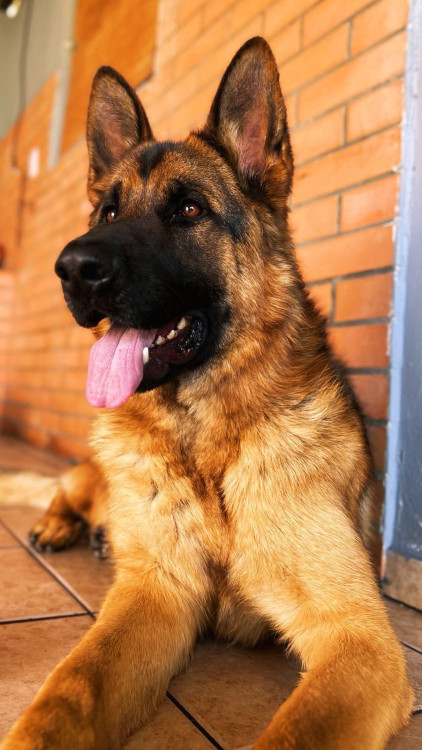 adocao-pastor-alemao-adocao-doacao-cachorro-gato-2