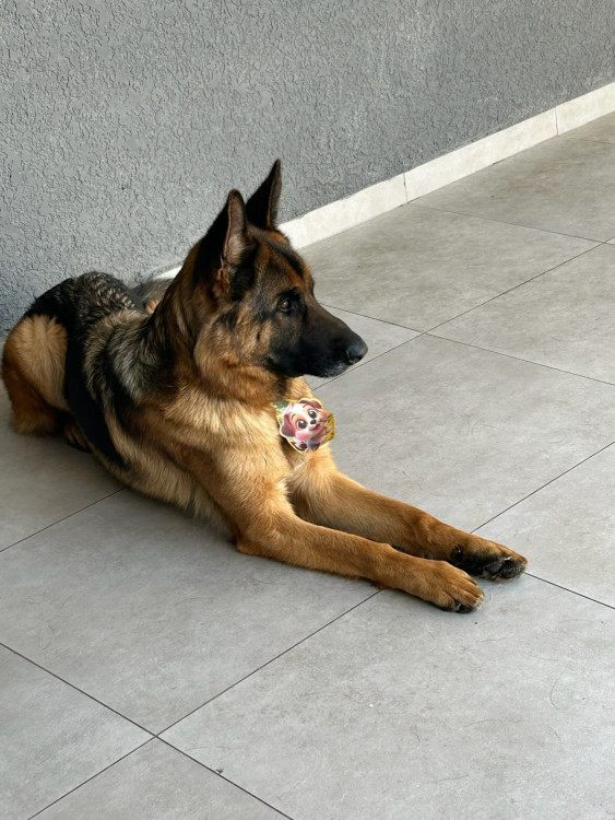 adocao-pastor-alemao-adocao-doacao-cachorro-gato-0