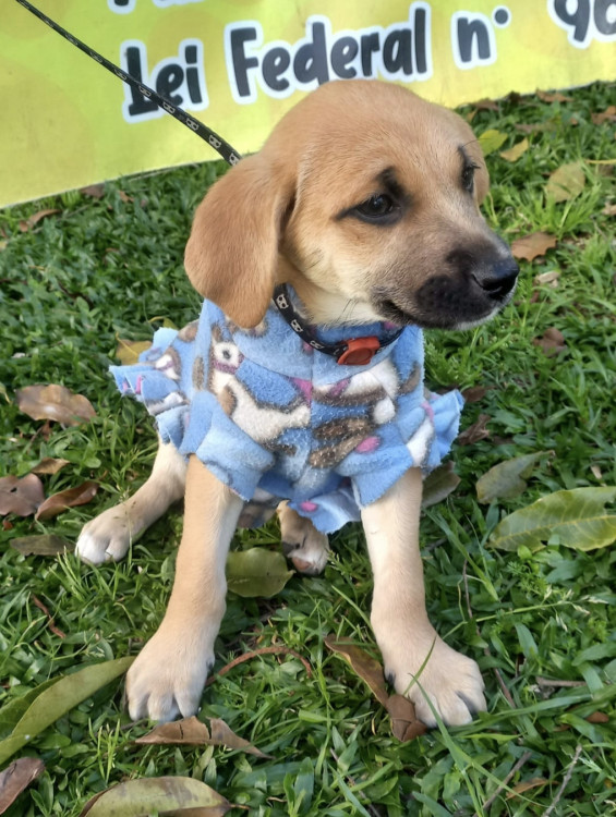 amada-manu-adocao-doacao-cachorro-gato-3