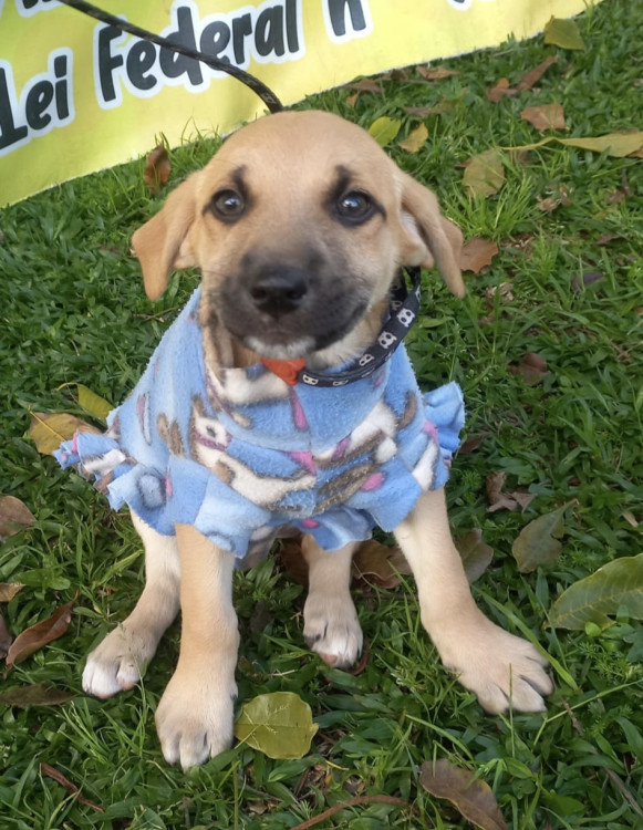 amada-manu-adocao-doacao-cachorro-gato-4