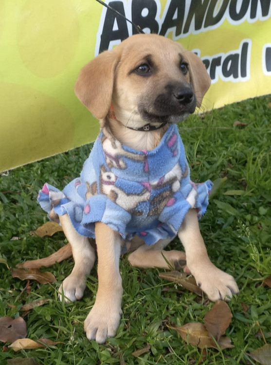 amada-manu-adocao-doacao-cachorro-gato-1