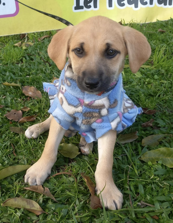 amada-manu-adocao-doacao-cachorro-gato-0