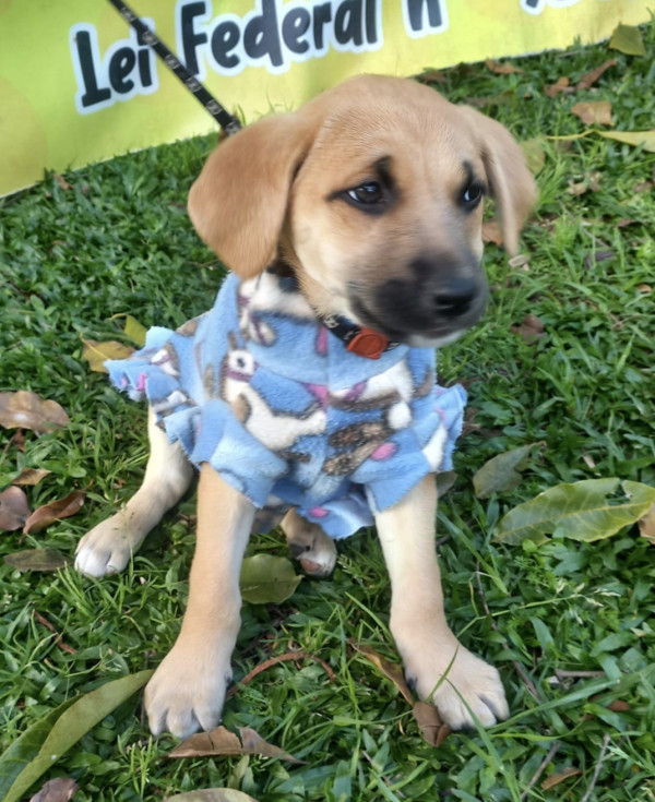 amada-manu-adocao-doacao-cachorro-gato-2