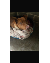 jasmine-uma-pit-acucarada-small-2