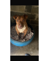 jasmine-uma-pit-acucarada-small-3