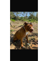 jasmine-uma-pit-acucarada-small-1