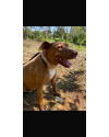 jasmine-uma-pit-acucarada-small-4