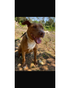 jasmine-uma-pit-acucarada-small-0