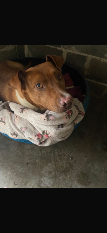 jasmine-uma-pit-acucarada-adocao-doacao-cachorro-gato-2