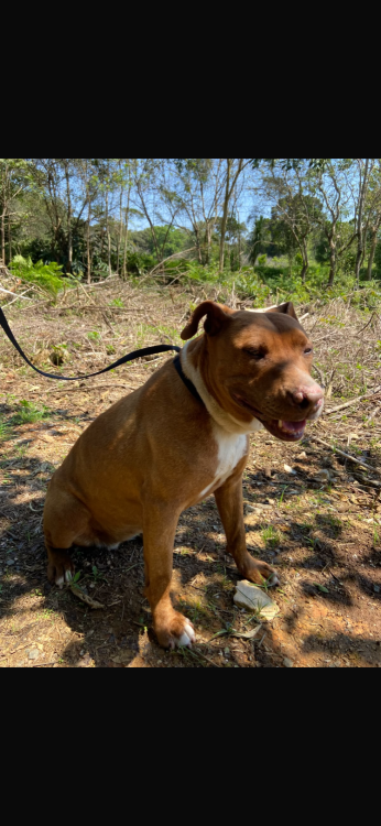 jasmine-uma-pit-acucarada-adocao-doacao-cachorro-gato-1