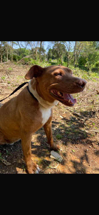jasmine-uma-pit-acucarada-adocao-doacao-cachorro-gato-4